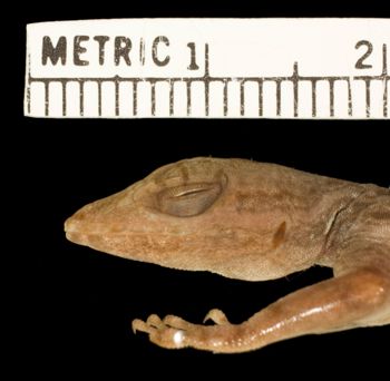 Media type: image;   Herpetology R-132391
